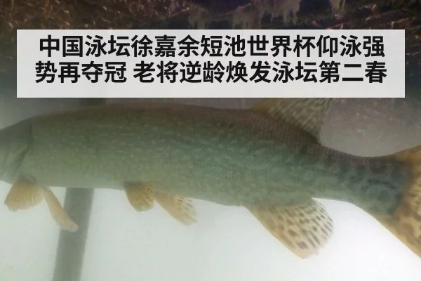 中国泳坛徐嘉余短池世界杯仰泳强势再夺冠 老将逆龄焕发泳坛第二春